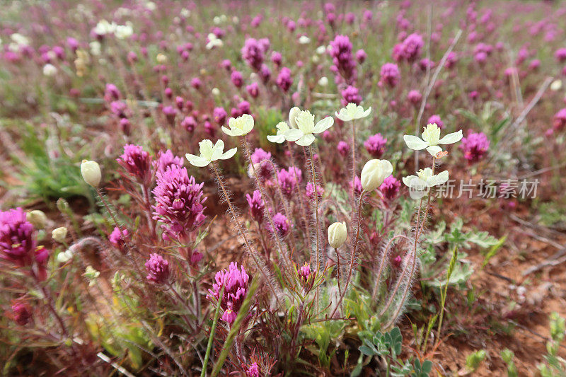 奶油杯Platystemon加州猫头鹰Clover Castilleja